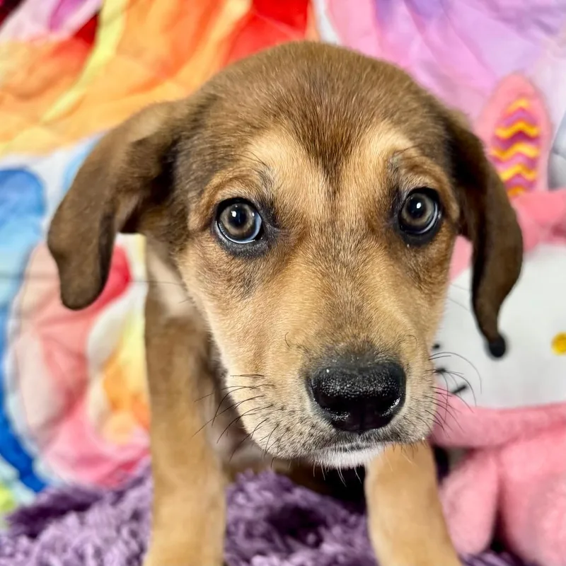 Redlemon Meringue thumbnail 3