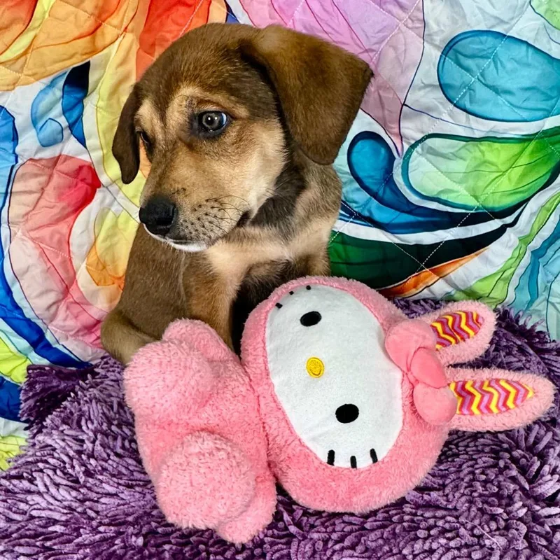 Redlemon Meringue thumbnail 4