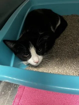 A baby medium-sized female Domestic Short Hair cat named Snickers for adoption in Picayune, MS