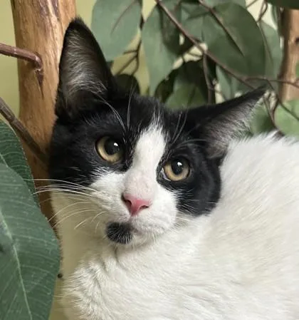 A baby small-sized male Domestic Short Hair cat named Nemo for adoption in Hastings, NE