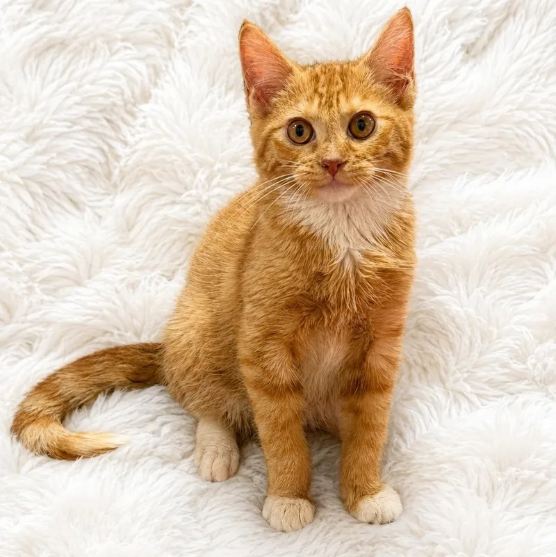A baby medium-sized male Orange & White Domestic Medium Hair cat named Jackies Org White Fluffy for adoption in Glendora, CA