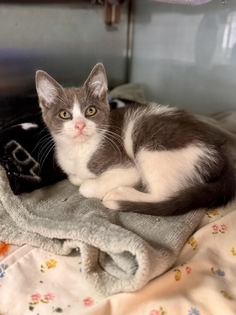 A baby medium-sized male Gray & White Domestic Short Hair cat named Pawtato for adoption in Midland, MI