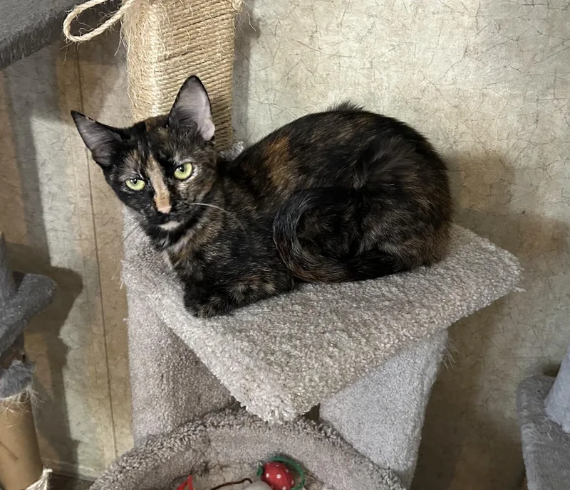 A young small-sized female Tortoiseshell Domestic Short Hair cat named Ruby Roo for adoption in La Salle, IL