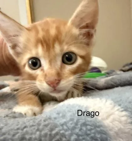 A young small-sized male Domestic Short Hair cat named Drago for adoption in River Ridge, LA