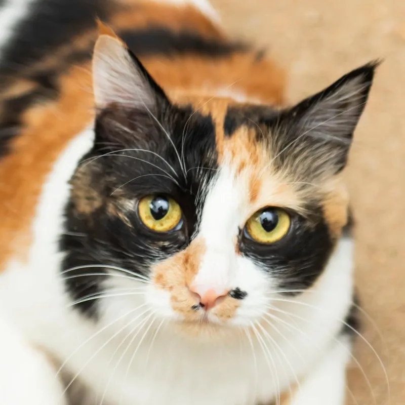 Nala