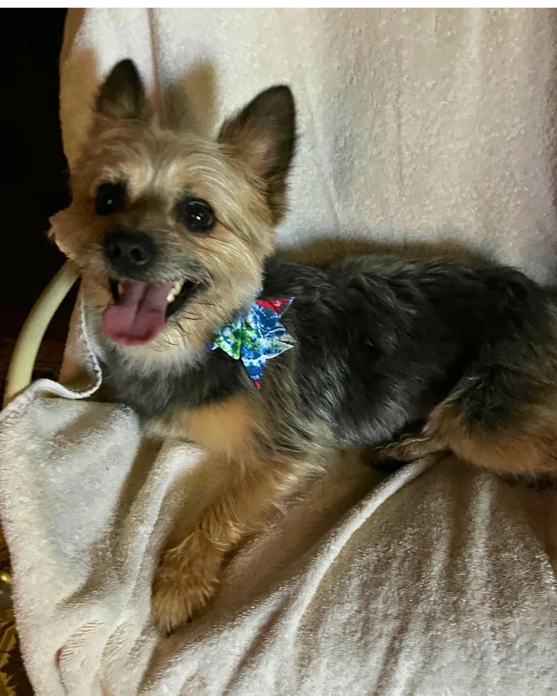 Benny – Young Pomyorkie thumbnail 2