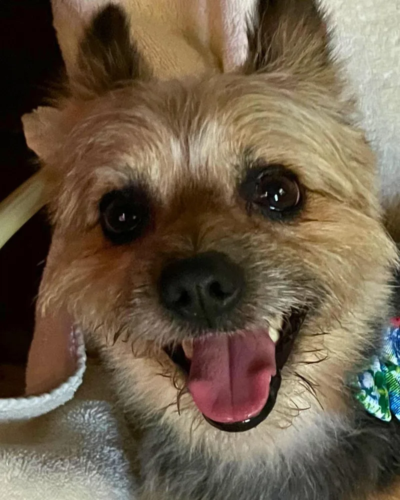 Benny – Young Pomyorkie