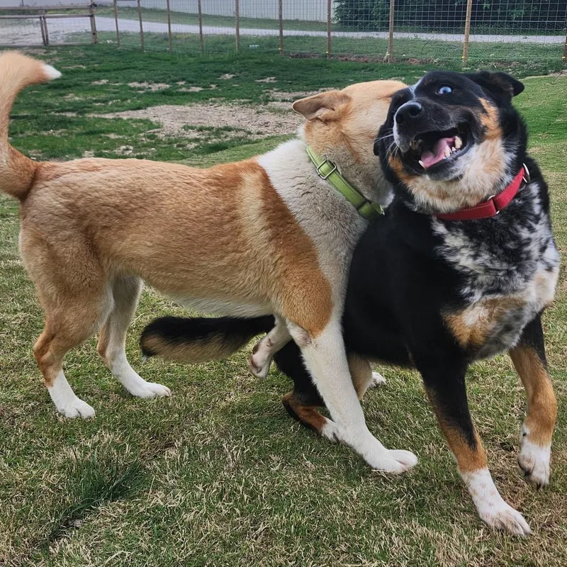 A young medium-sized male Apricot / Beige Siberian Husky dog named Mozart for adoption in Weatherford, TX