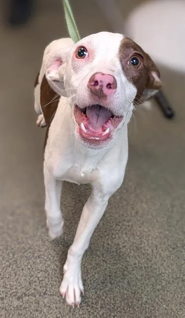 A young medium-sized female Mixed Breed dog named Cranberry for adoption in Jacksonville, FL