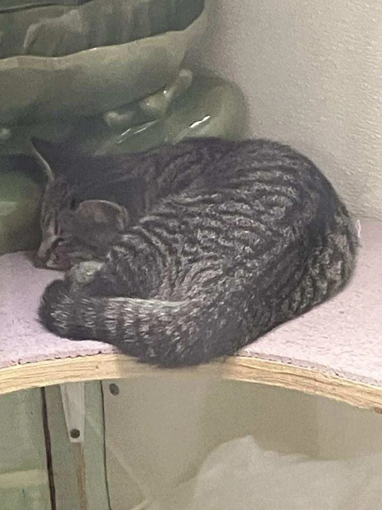 Tumbleweed Jones thumbnail 2