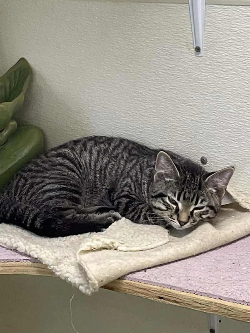 Tumbleweed Jones thumbnail 3