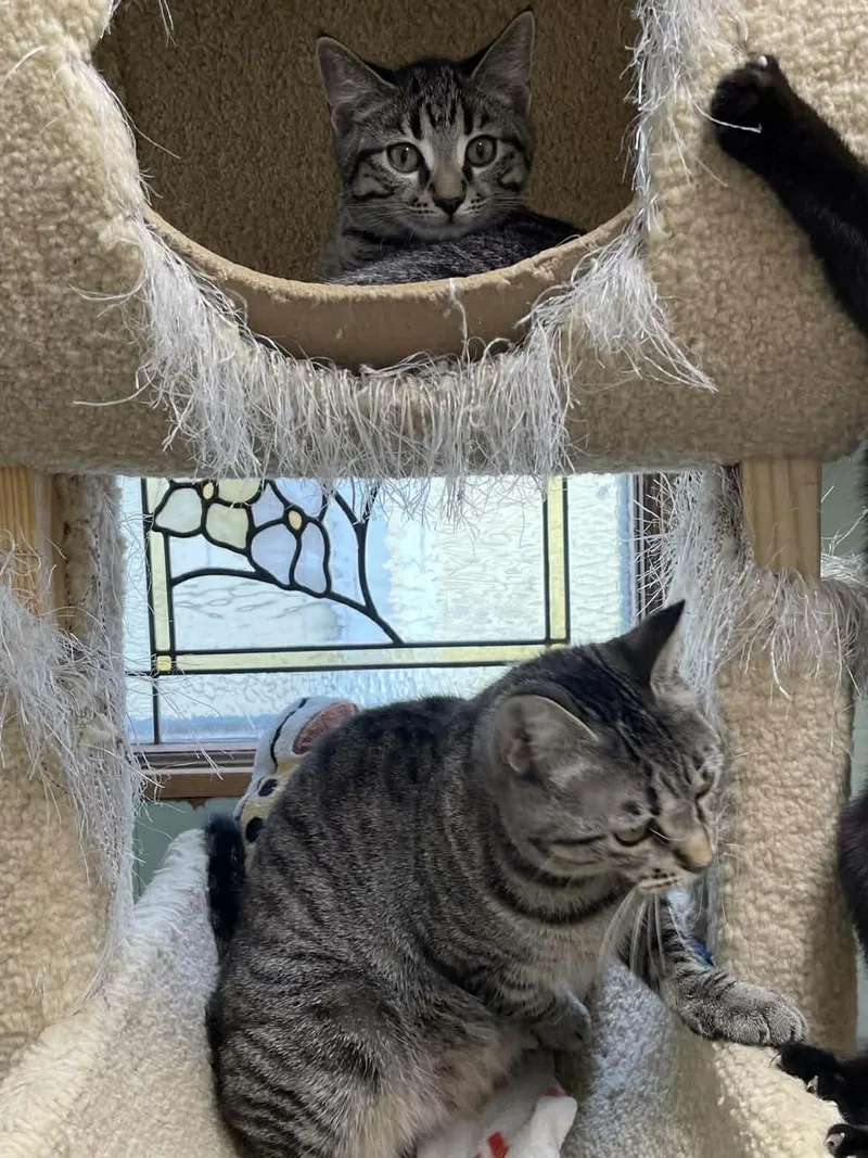 Tumbleweed Jones thumbnail 4