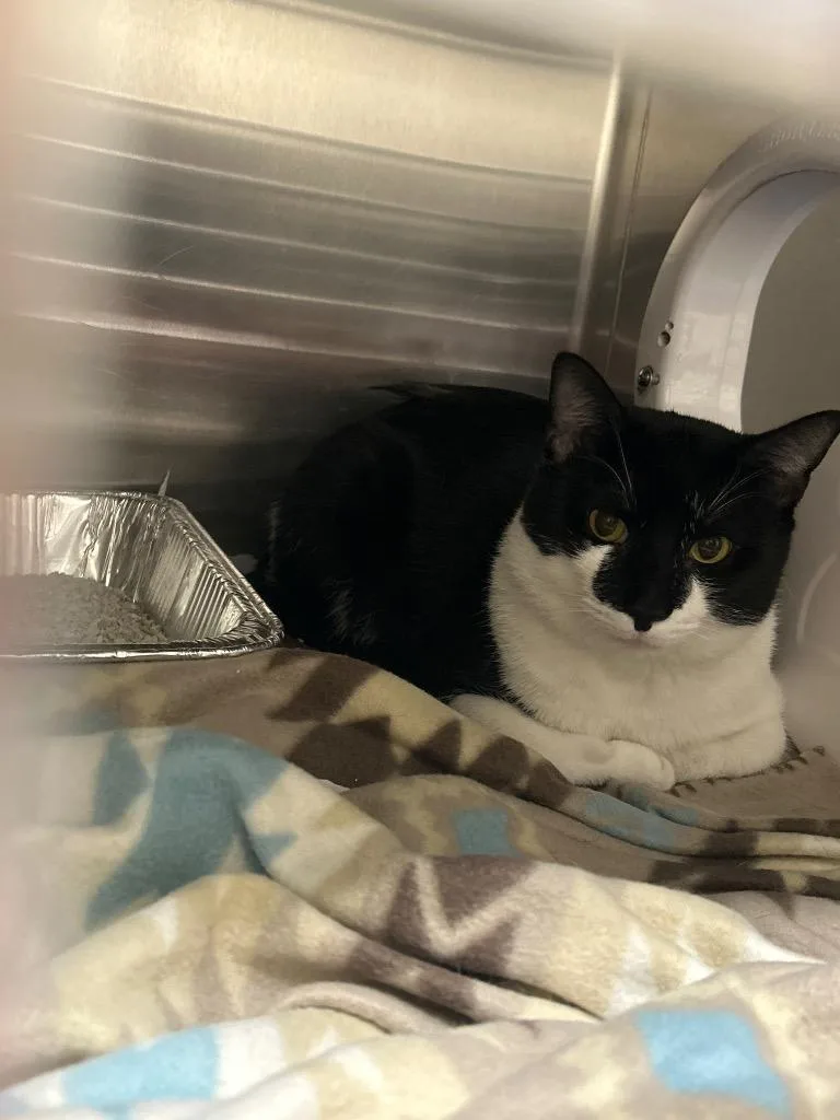 A young medium-sized male Domestic Short Hair cat named Jax for adoption in Winder, GA