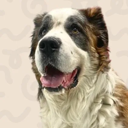 A senior large-sized male Brown / Chocolate Saint Bernard dog named Lucky for adoption in Reno, NV
