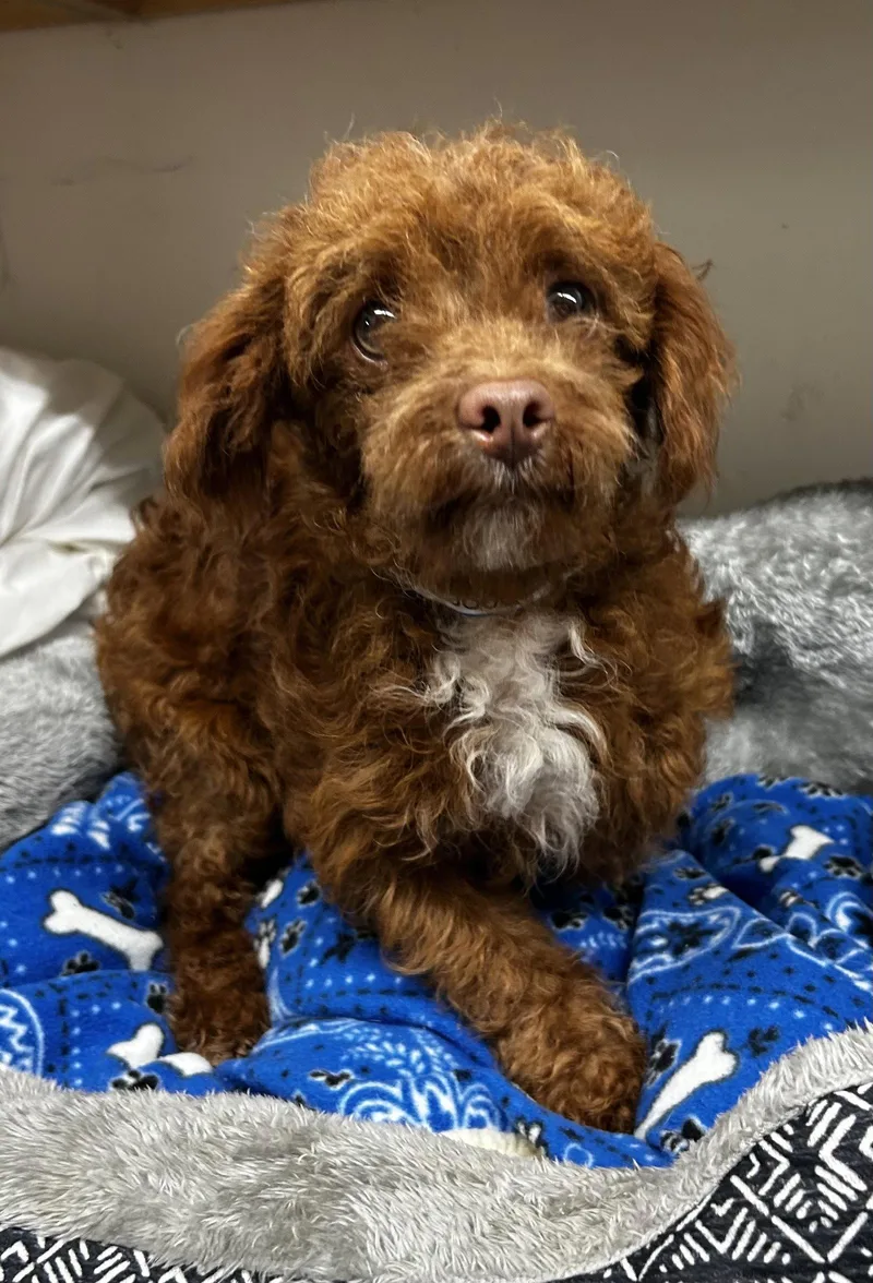 A young small-sized male Maltese dog named Olaf Mar for adoption in Pacolet, SC