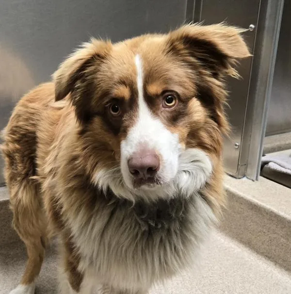 A young medium-sized male Australian Shepherd dog named Harley for adoption in Oakland, CA