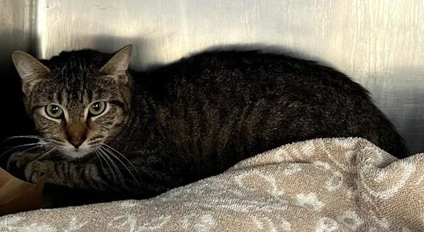 Huckleberry thumbnail 2