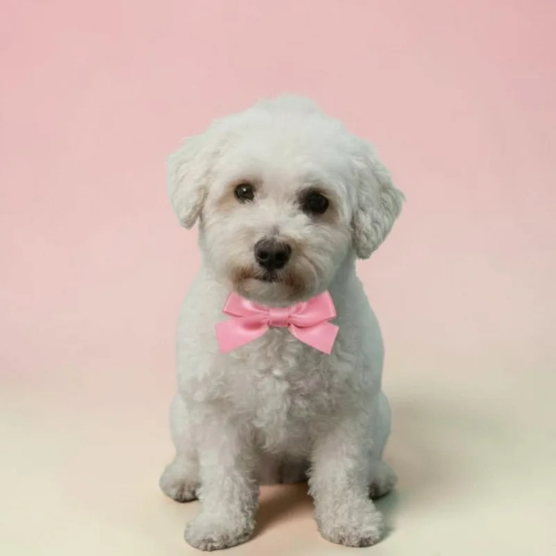 Marigold thumbnail 2