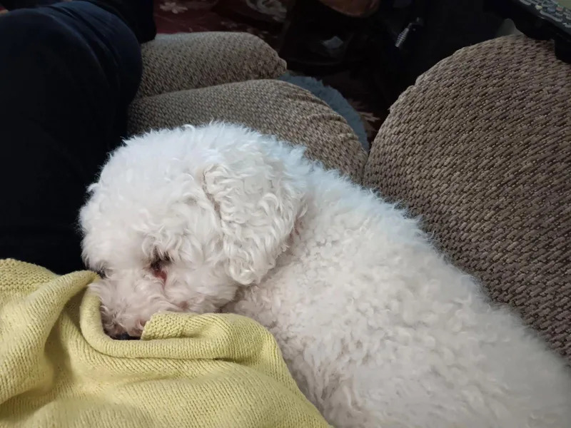 Marigold thumbnail 3