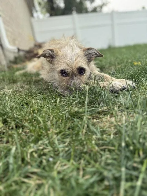 Catniss aka Puppy thumbnail 3