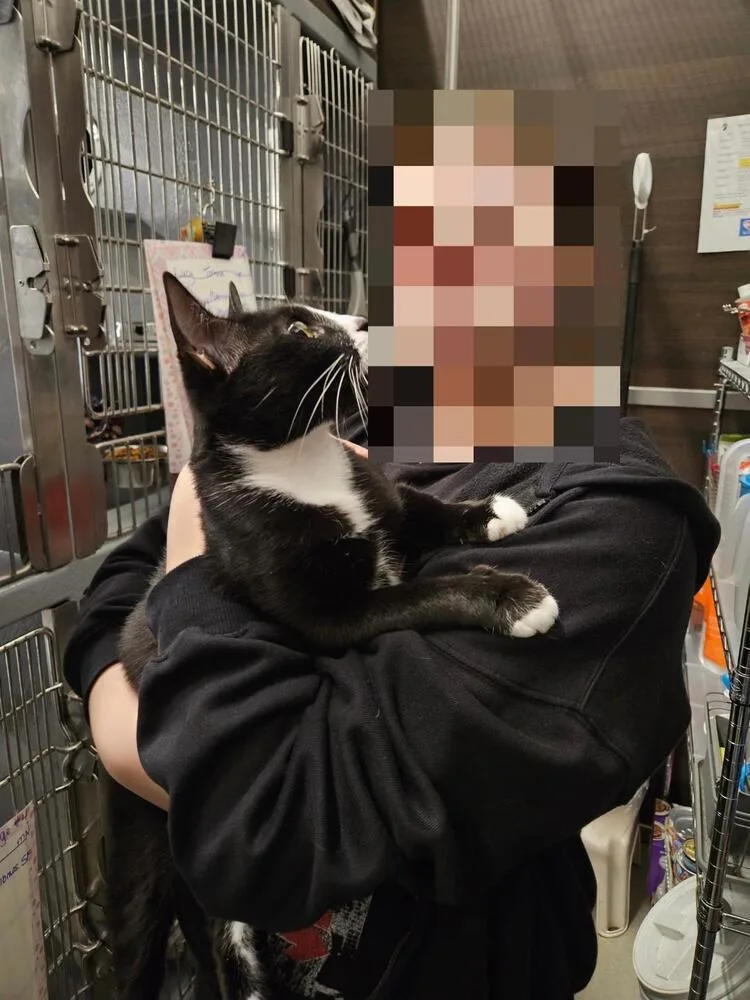 A young medium-sized female Domestic Short Hair cat named Percy for adoption in Breinigsville, PA