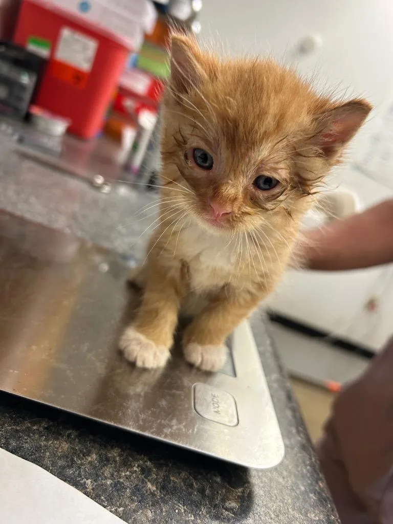 Garfield