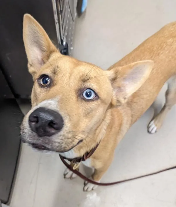 A young medium-sized male Shepherd dog named Sebastian for adoption in El Cajon, CA