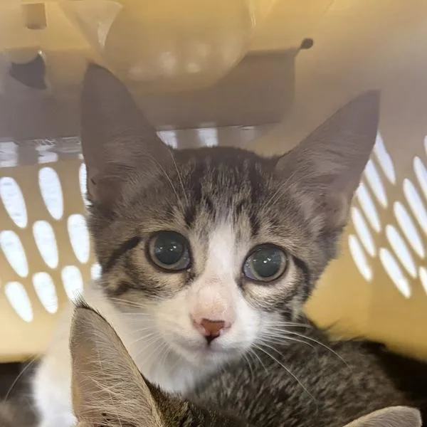 A baby medium-sized female Domestic Short Hair cat named Jamie for adoption in Des Moines, IA