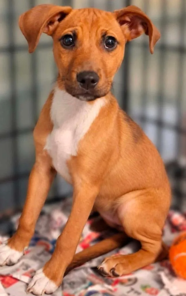 A baby medium-sized female Terrier dog named Riley for adoption in El Dorado, AR