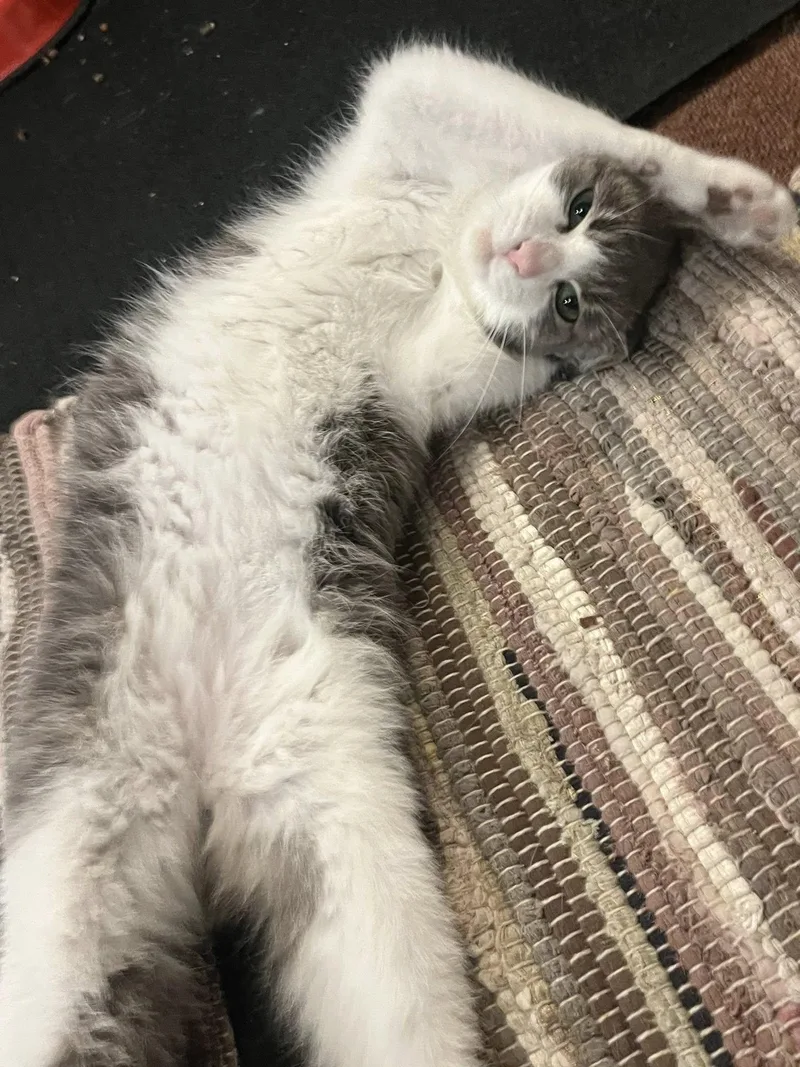 Kiko