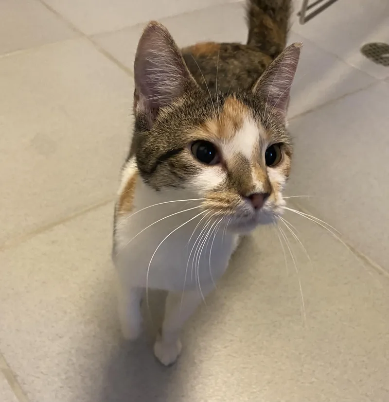 Freckles thumbnail 2