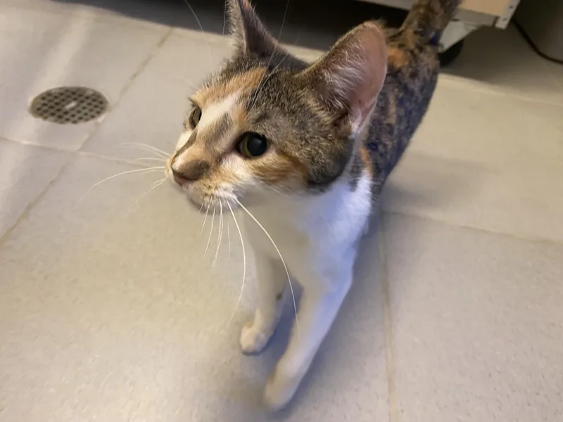 Freckles thumbnail 4