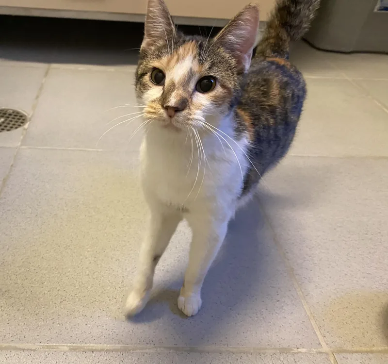 Freckles thumbnail 5