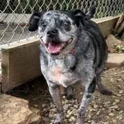 A senior medium-sized male Gray / Blue / Silver Mixed Breed dog named Gonzo for adoption in Knoxville, TN