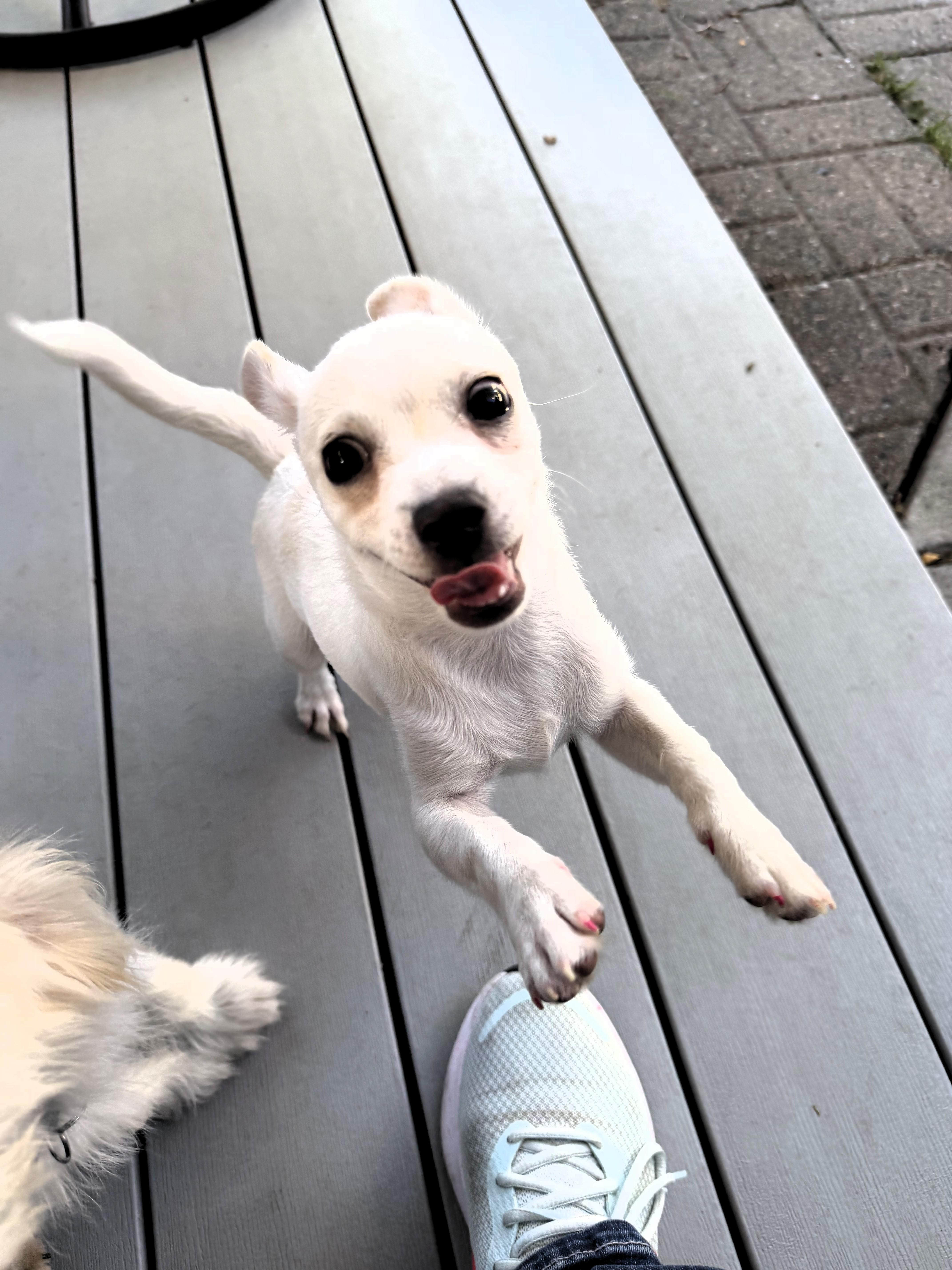 A baby small-sized female Chihuahua dog named Blanche for adoption in Salt Lake City, UT