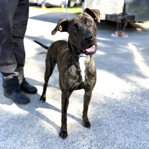 A young medium-sized female Mixed Breed dog named Blanche Devereaux for adoption in Pensacola, FL