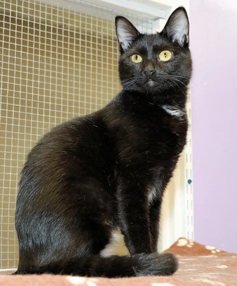 Espresso thumbnail 3