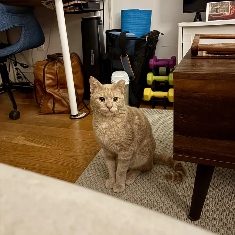 An adult medium-sized male Tabby (Orange / Red) Domestic Short Hair cat named Ham for adoption in Ridgewood, NY