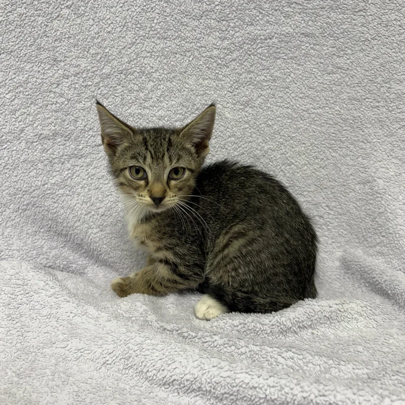 A baby medium-sized female Tabby (Brown / Chocolate) Domestic Short Hair cat named Goldie for adoption in Valdosta, GA