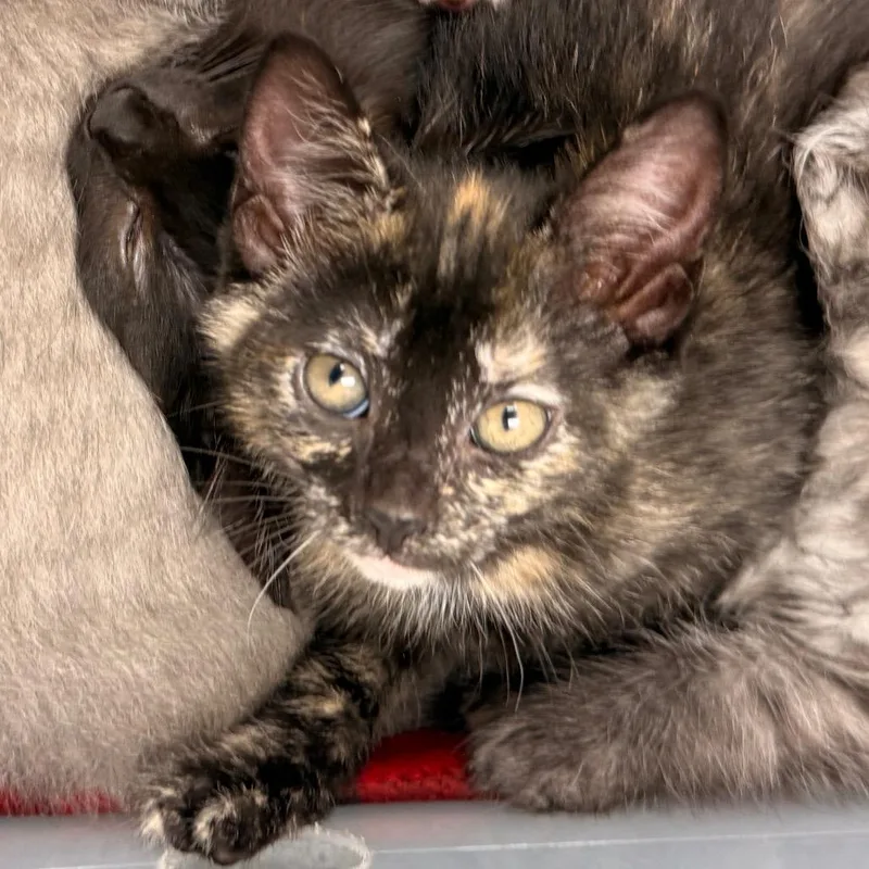 A baby small-sized female Tortoiseshell Domestic Short Hair cat named Full Moon for adoption in Evansville, IN
