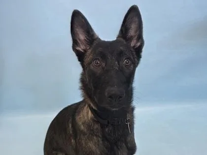 A baby large-sized female Dutch Shepherd dog named Caramel for adoption in Woodbury, MN