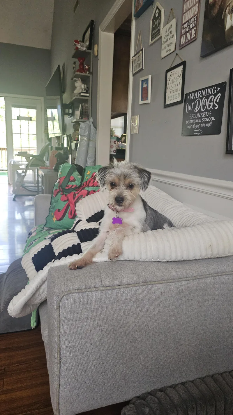 A young small-sized female Tricolor (Brown, Black, & White) Yorkie Poo dog named Oreo for adoption in Antioch, TN