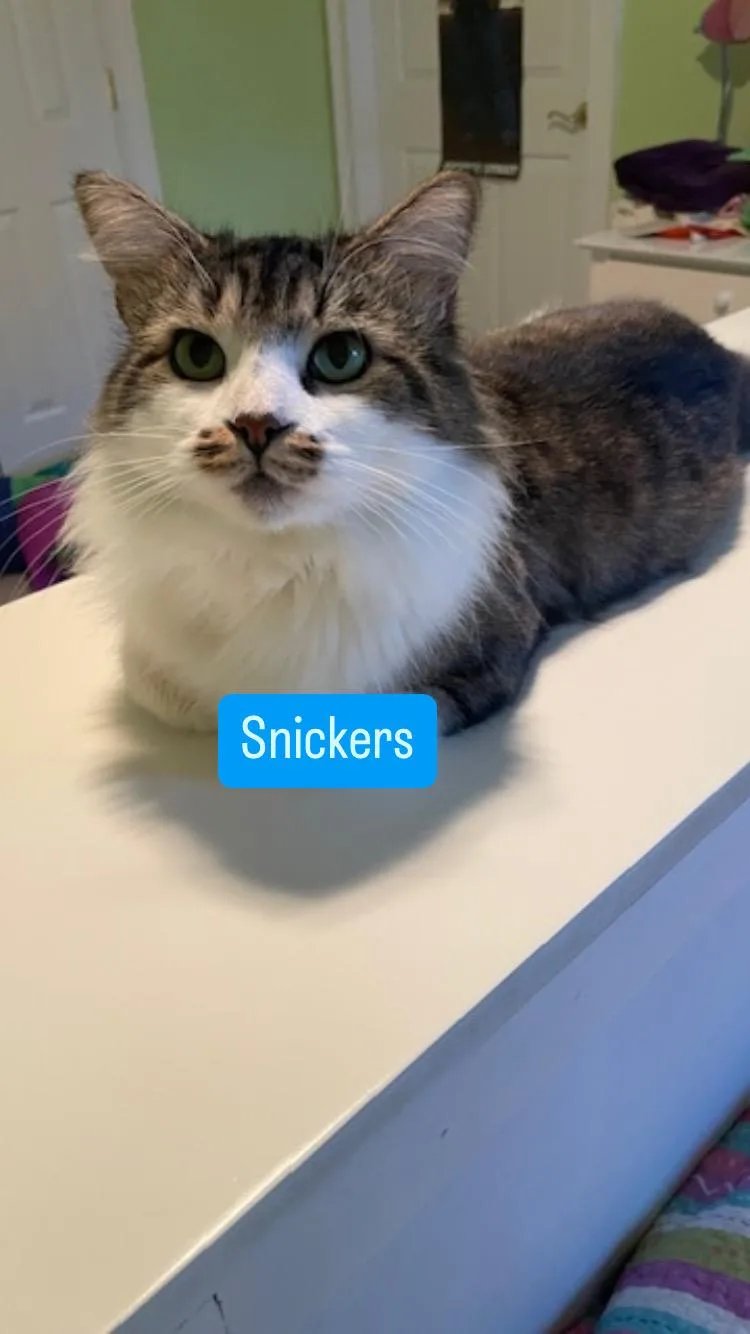 Cp  Nc Snickers thumbnail 4