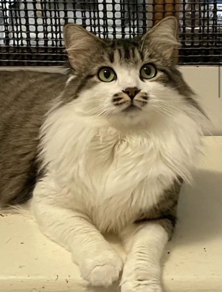 Cp  Nc Snickers thumbnail 5