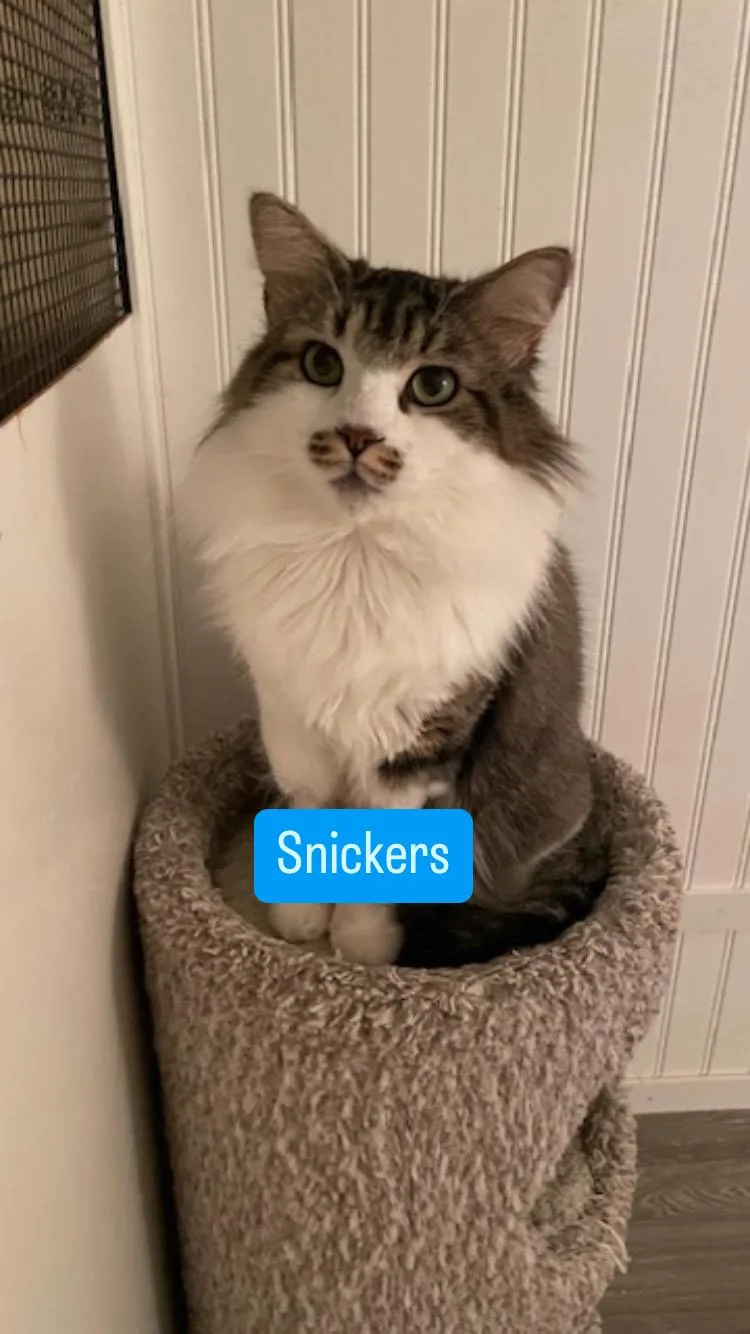 Cp  Nc Snickers thumbnail 6