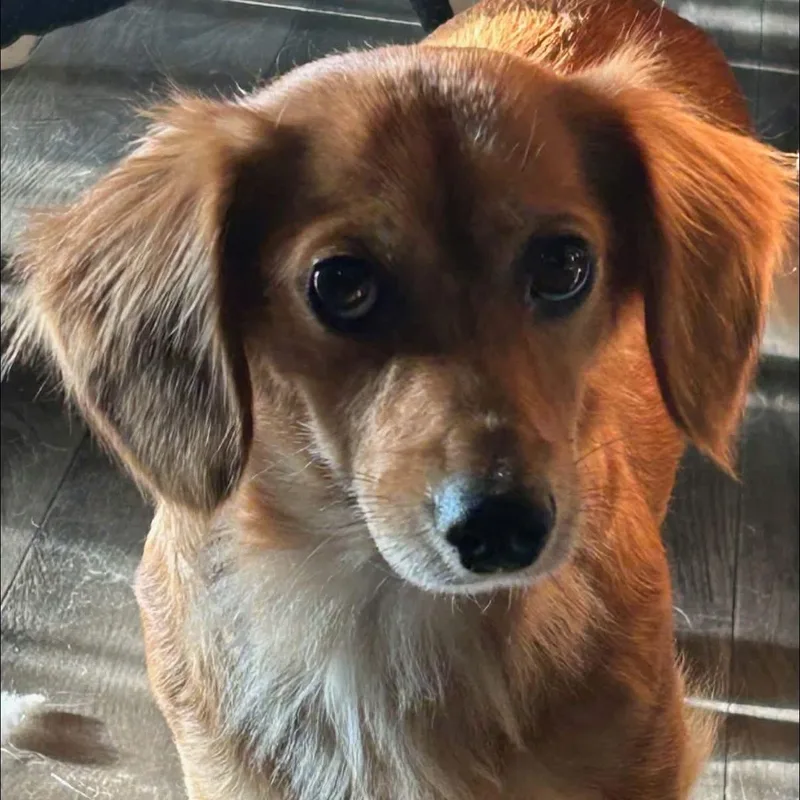 A young small-sized female Red / Chestnut / Orange Dachshund (Miniature Long Haired) dog named Katy for adoption in Amarillo, TX