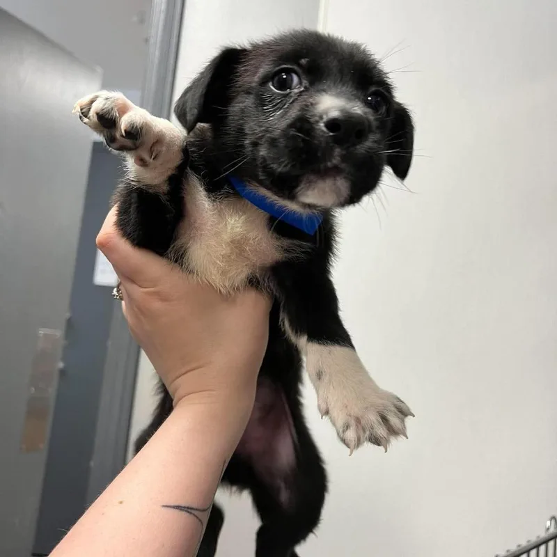 A baby small-sized male Black Mixed Breed dog named Skye for adoption in Edwardsville, IL