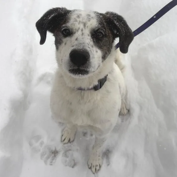 A senior small-sized male White / Cream Mixed Breed dog named Spree My Fee for adoption in Briarcliff Manor, NY