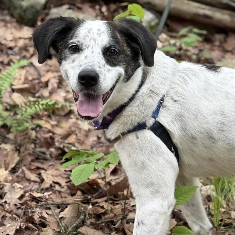 Spree  My Fee thumbnail 2