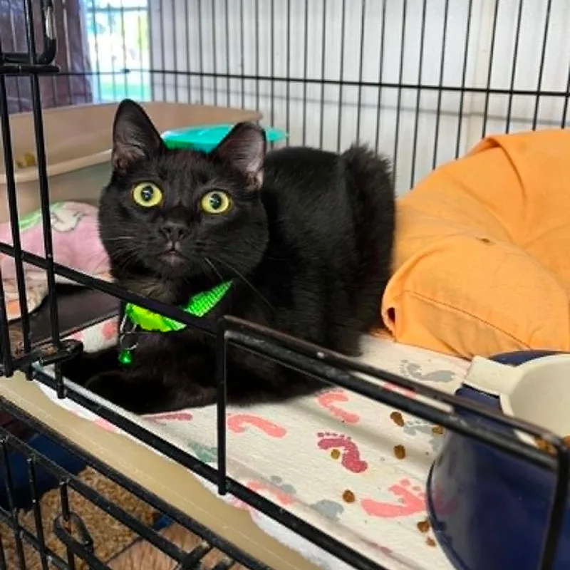 A young small-sized male Black Domestic Short Hair cat named Noir for adoption in Stephenville, TX